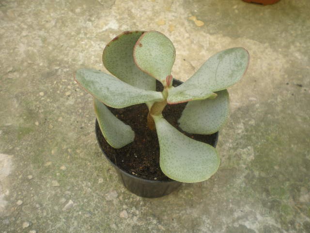 Crassula arborescens